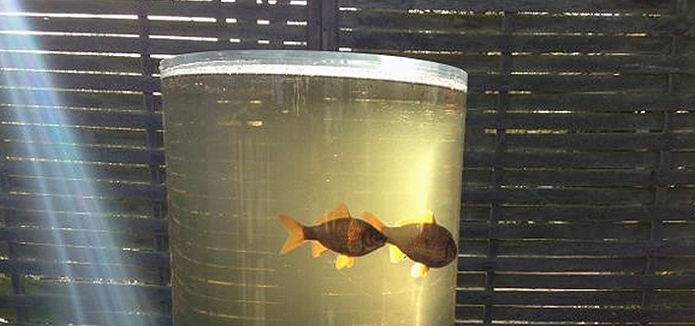 Das Liquilux FishLoft